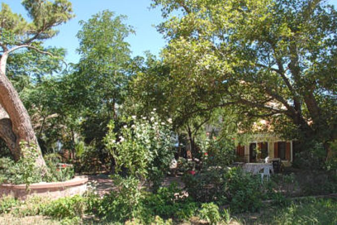 Eftalou Olive Grove